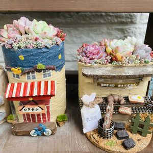 セダム,多肉植物,多肉寄せ植え,エケベリア属,もりもり多肉の画像