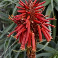 キダチアロエ,キダチアロエ,南アフリカ原産,今日のお花❣️の画像