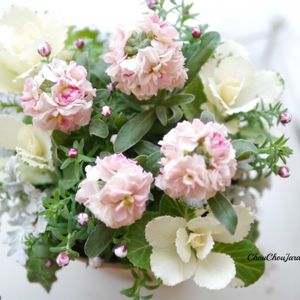 葉ボタン,花かんざし,寄せ植え,DIY,ベランダガーデンの画像