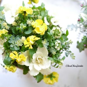 葉ボタン,寄せ植え,DIY,ベランダガーデン,ガーデニングの画像