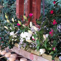 サザンカ,ユリ,パワースポット,大好きな場所,おでかけ先の画像