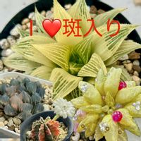 サボテン,ハオルチア,斑入りドクダミ,ギムノカリキウム ミハノビッチ,多肉植物の画像