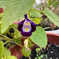 トレニアの画像