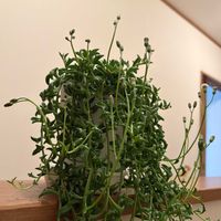 ドルフィンネックレス,ドルフィンネックレスの花,多肉植物,観葉植物,セネシオ属の画像