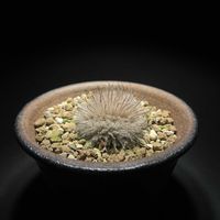 サボテン,陽炎,マミラリア,サボテン☆,マミラリア属の画像