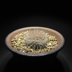 サボテン,陽炎,マミラリア,サボテン☆,マミラリア属の画像