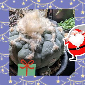 サボテン,お花大好き♡,玄関内側,その他部屋の画像