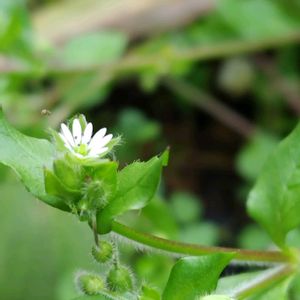 ホトケノザ,ハキダメギク,ハコベ,散歩道,小さな花の画像