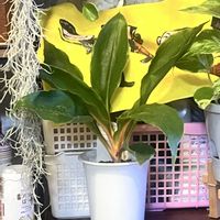 観葉植物,植物のある暮らし,PR,医療従事者の方々へエールを,訪問看護師にエールをの画像