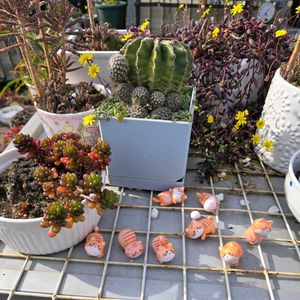 鉢植え,ひなたぼっこ,人類は皆兄妹,おうち園芸,がんに負けるな！の画像