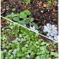 カモミール,GSに感謝。,わんこと暮らす,初冬の頃,人に優しくの画像