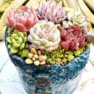 多肉植物寄せ植え,自作鉢,晴れた日,花のある暮らし,楽しみの画像