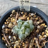 オブツーサ,ハオルチア,オブツーサ錦,OMオブツーサ錦,多肉植物の画像