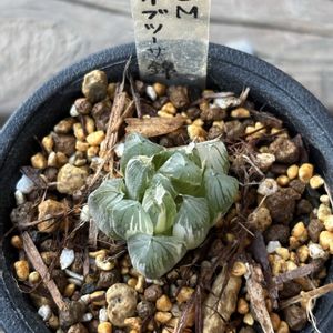 オブツーサ,ハオルチア,オブツーサ錦,OMオブツーサ錦,多肉植物の画像