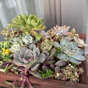 フィオナ,ブルーサプライズ,多肉寄せ植え,多肉植物のある暮らし,多肉だいすきの画像