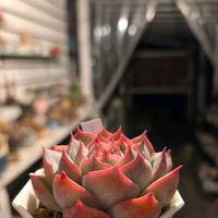 多肉植物,たにくあそび。,多肉好きな人と繋がりたい,たにらー,☆おやすみ☆の画像