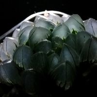 ハオルチア,ハオルチア,多肉植物,ハオルチア属,透明な窓の画像
