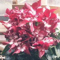 シクラメン,鉢植え,岩手より,その他部屋の画像