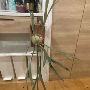 ビカクシダ レモイネイ,ビカクシダ ウィリンキー,ビカクシダ　ライディーン, ビカクシダ,ビカクシダ板付の画像