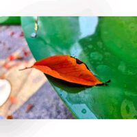 サクラ,サクラ,赤松,赤松,赤松の画像