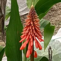 アロエ,我が家のお花,今日のお花,ご近所散歩,おしゃれな土曜日♪の画像