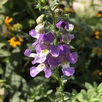 アンゲロニア,エビネ,パイナップルリリー,ヤブラン,リナリアの画像