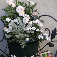 イベリス,ストック,ブラキカム,ブラキカム,プリムラの画像