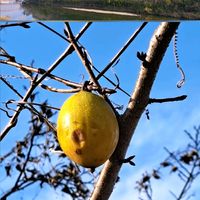 サクラ,クスノキ,キカラスウリ  ,桜ソメイヨシノ,キカラスウリの実。の画像