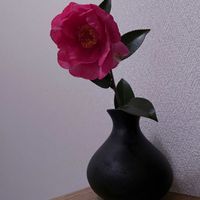 サザンカ,一輪挿し,iPhone撮影,asingleflowervaseの画像