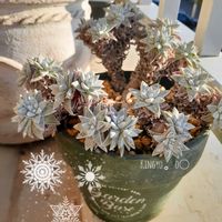 ダドレア グリーニー,ベランダ多肉,水やり,分頭,タニラーの画像