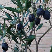 オリーブ,オリーブの実,素敵な葉っぱ,素敵な日曜日を✨,ビューティフル サンデーの画像