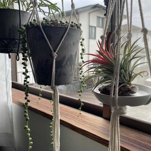 チランジア,グリーンネックレス,イオナンタ,リプサリス,多肉植物の画像