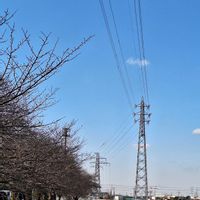 サザンカ,センリョウ,メタセコイア,キミノセンリョウ,いつもありがとう♡の画像