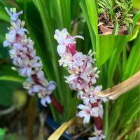 キク,キク,ヒメツルソバ,ヒメツルソバ,マリーゴールドの画像