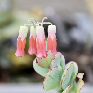 カランコエ マルニエリアナ,カランコエ ロツンディフォリア,カランコエ しじみ蝶錦,カランコエ　白姫の舞,カランコエ マルニエリアナ バリエガータの画像