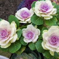 葉牡丹,寄せ植え,鉢植え,葉を楽しむ植物,植物のある暮らしの画像