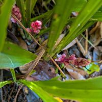 キチジョウソウ,キチジョウソウ,キチジョウソウ,キチジョウソウ(吉祥草),吉祥草（キチジョウソウ）の画像