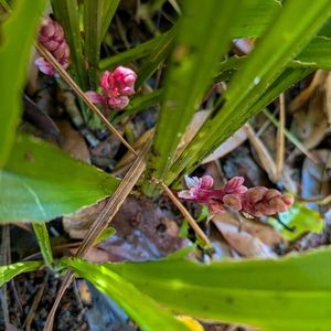 キチジョウソウ,キチジョウソウ,キチジョウソウ,キチジョウソウ(吉祥草),吉祥草（キチジョウソウ）の画像