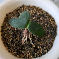 ブルンスビギア,鉢植え,球根植物,ケープバルブ,ピコ庵の画像