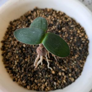 ブルンスビギア,鉢植え,球根植物,ケープバルブ,ピコ庵の画像