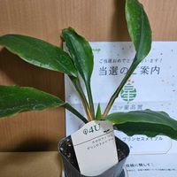 オリヅルラン,オリヅルランの花,クロロフィツム プリンセスメイプル,室内,PRの画像