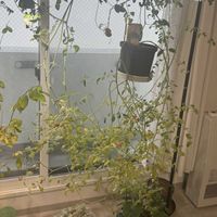 マンデビラ,ミニトマト,サンパラソルの画像