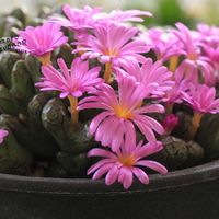 メセン,コノフィツム属,タニラー,その他部屋の画像