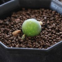 メセン,コノフィツム属,タニラー,その他部屋の画像