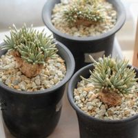 コーデックス,根塊植物,アボニア・アルストニー,タニラー,白花アルストニーの画像