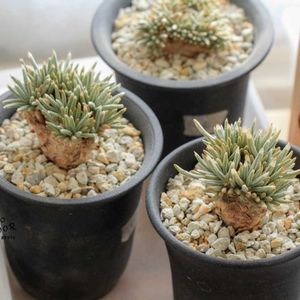 コーデックス,根塊植物,アボニア・アルストニー,タニラー,白花アルストニーの画像