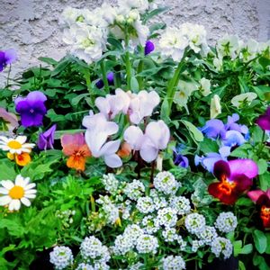 花のある暮らし,小さな庭の画像