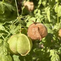 フウセンカズラ,フウセンカズラの花,フウセンカズラの実,ぷっくり可愛い,真っ白な花の画像