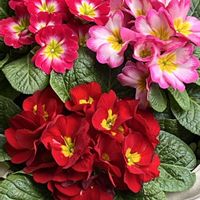 ハボタン,ハボタン,ジュリアン,ジュリアン,ネメシアコットンピーチの画像