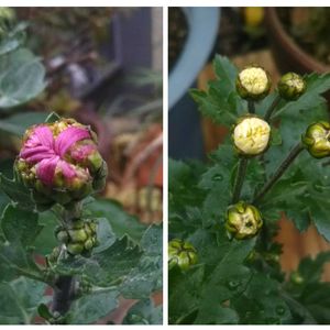 寒菊,つぼみ,新入りさん,花のある暮らし,おうち園芸の画像